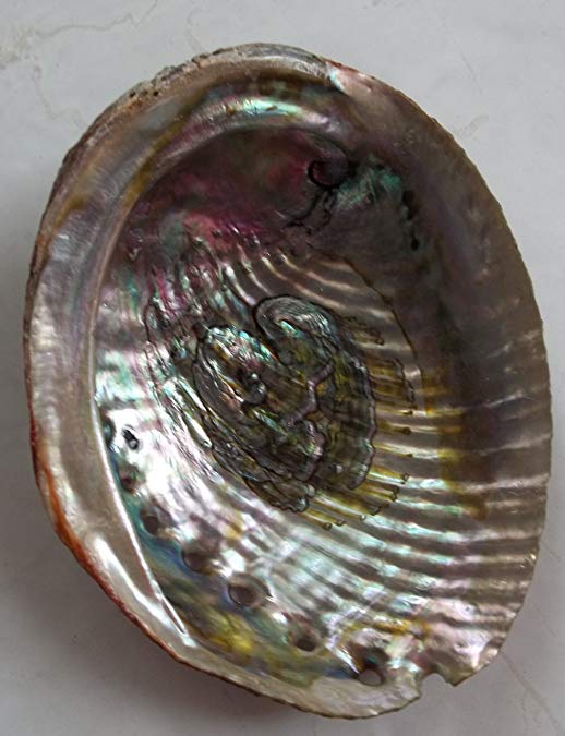 Abalone Shell burner (IBABA) -